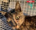 Αθήνα: Βρήκαν γάτα ζωντανή πυροβολημένη στο κεφάλι με αεροβόλο στη λεωφόρο Κηφισού (βίντεο)