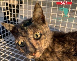 Αθήνα: Βρήκαν γάτα ζωντανή πυροβολημένη στο κεφάλι με αεροβόλο στη λεωφόρο Κηφισού (βίντεο)