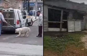 Κατήγγειλαν στην Εισαγγελία παράνομες περισυλλογές & την κακοποίηση δήθεν επιθετικών σκυλιών που ο Δήμος Κιλκίς εξαφανίζει (βίντεο)