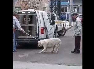 Πού βρίσκονται τα σκυλιά τα οποία εξαφανίζει μέσα απ'την πόλη ο Δήμος Κιλκίς; (βίντεο)