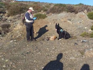 Κρήτη: Δύο σκυλιά νεκρά από φόλες στην Κοξαρέ Ρεθύμνου