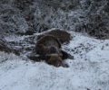 Λευκώνας Φλώρινας: Βρήκαν αρκούδα σοβαρά τραυματισμένη παγιδευμένη σε συρμάτινη θηλιά κυνηγών