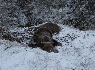 Λευκώνας Φλώρινας: Βρήκαν αρκούδα σοβαρά τραυματισμένη παγιδευμένη σε συρμάτινη θηλιά κυνηγών