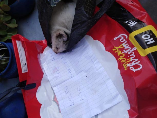 Ρόδος: Άφησε σημείωμα με «δώρο» μια σακούλα με μια νεκρή γάτα στην αυλή σπιτιού φιλόζωης