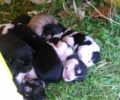 Φιλοζωικό Σωματείο Μαραθώνα: Εκατοντάδες ανεπιθύμητα ζώα (κυρίως σκυλιά) εγκαταλείπονται ή θανατώνονται