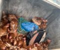 Μέγαρα Αττικής: Δεκάδες κότες ζωντανές & νεκρές βρέθηκαν πεταμένες σε κάδους σκουπιδιών στον οικισμό Βαρδάρης (βίντεο)