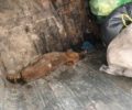Κουτάβι ζωντανό πεταμένο σε κάδο βρέθηκε στα Μέγαρα Αττικής