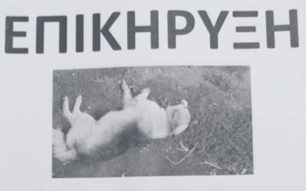 Ζώα (αδέσποτα και οικόσιτα) νεκρά από φόλες στο Μενίδι Αιτωλοακαρνανίας