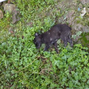 MetaxadesEvrouKoutavia 2