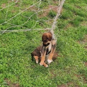 MetaxadesEvrouKoutavia 3