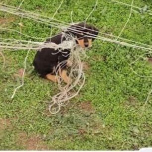 MetaxadesEvrouKoutavia 5