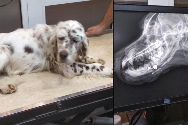 Έσωσε τον σκελετωμένο σκύλο που βρέθηκε πυροβολημένος στο κεφάλι στο όρος Μπέλλες Σερρών (βίντεο)