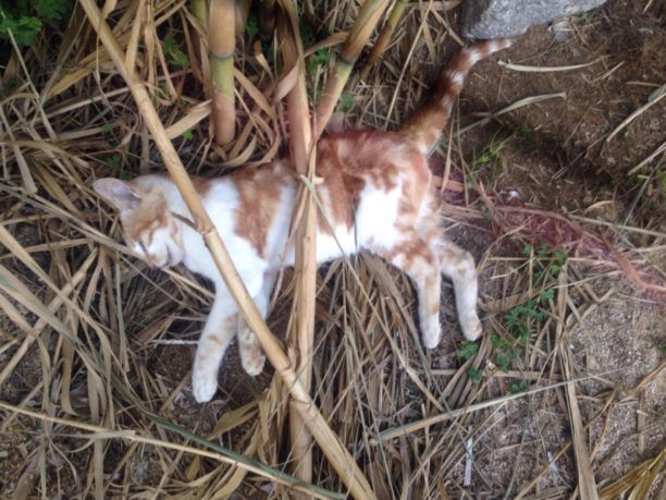 Μύκονος: Δεκάδες γάτες νεκρές από φόλες στην παραλία του Super Paradide