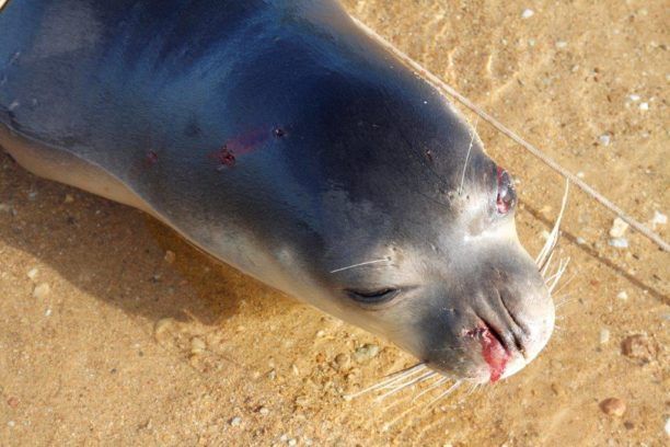 Φώκια πυροβολημένη βρέθηκε στη θαλάσσια περιοχή της Μηλίνας Μαγνησίας στον Παγασητικό Κόλπο