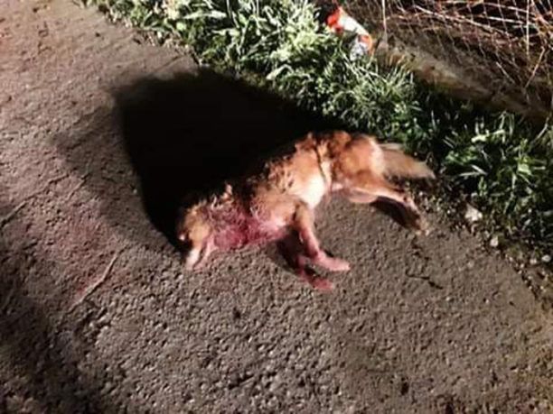 Πάμφιλα Λέσβου: Βρήκε τον σκύλο των γειτόνων της δολοφονημένο και μέχρι να τους ενημερώσει το πτώμα είχε εξαφανιστεί
