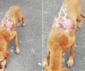 Σκύλος με εκτεταμένα εγκαύματα περιφέρεται στο Πανόραμα Θεσσαλονίκης