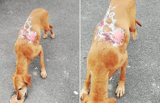 Σκύλος με εκτεταμένα εγκαύματα περιφέρεται στο Πανόραμα Θεσσαλονίκης
