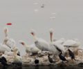 Πελεκάνοι από Ελλάδα, Κύπρο και Τουρκία ξεκουράζονται στη λίμνη Κερκίνη (βίντεο)