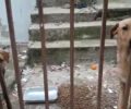Περισσός Αττικής: Έκκληση για εγκαταλελειμμένα σκυλιά σε αυλή ακατοίκητου οικήματος (βίντεο)