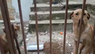 Περισσός Αττικής: Έκκληση για εγκαταλελειμμένα σκυλιά σε αυλή ακατοίκητου οικήματος (βίντεο)