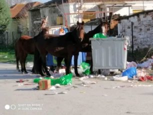 Άλογα τρώνε σκουπίδια από κάδους στο Περιβολάκι Θεσσαλονίκης  