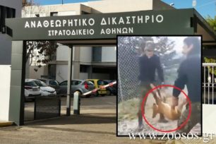 30-6-2020 η δίκη σε δεύτερο βαθμό των φαντάρων που πέταξαν σκύλο σε γκρεμό στο Πληκάτι Ιωαννίνων (βίντεο)