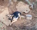 Κρήτη: Έσωσαν σκύλο που βρήκαν αλυσοδεμένο στο δάσος χωρίς νερό στην Πρίνα Λασιθίου (βίντεο)