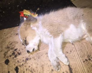 Κοζάνη: Νεκρά σκυλιά από φόλες στην Πτολεμαΐδα