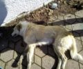 Ακόμα ένα σκυλί δηλητηριάστηκε με φόλα στην Πτολεμαΐδα Κοζάνης