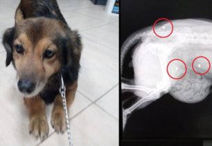 Πυροβολημένος τρεις φορές με αεροβόλο σκύλος που βρέθηκε με όγκο στην Πτολεμαΐδα Κοζάνης