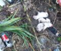 Ρωμιά Πρέβεζας: Νεογέννητα κουτάβια πεταμένα σε σκουπιδότοπο