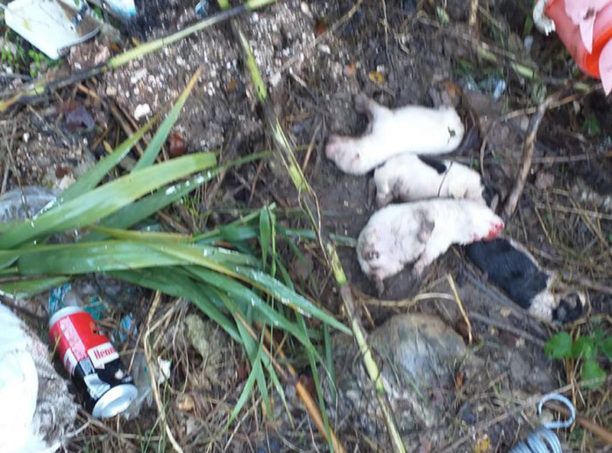 Ρωμιά Πρέβεζας: Νεογέννητα κουτάβια πεταμένα σε σκουπιδότοπο