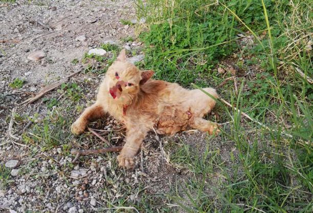 Σαντορίνη: Δηλητηριάζει και σκοτώνει γάτες στην Περίσσα