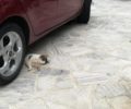 Γάτες νεκρές από φόλα στο Σκάλωμα Φωκίδας