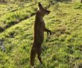 Σπολάιτα Αιτωλοακαρνανίας: Κρέμασε αλεπού για να δείξει σε όλους το κατόρθωμα του