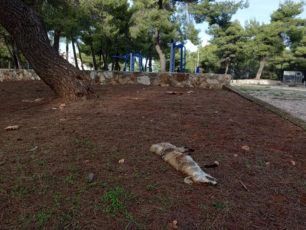 Πιθανότατα πυροβολημένη η αλεπού που βρέθηκε νεκρή εντός κατοικημένης περιοχής στη Σταμάτα Αττικής