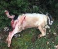Νεκρός, πυροβολημένος σκύλος στο χωριό Θάνα Αρκαδίας