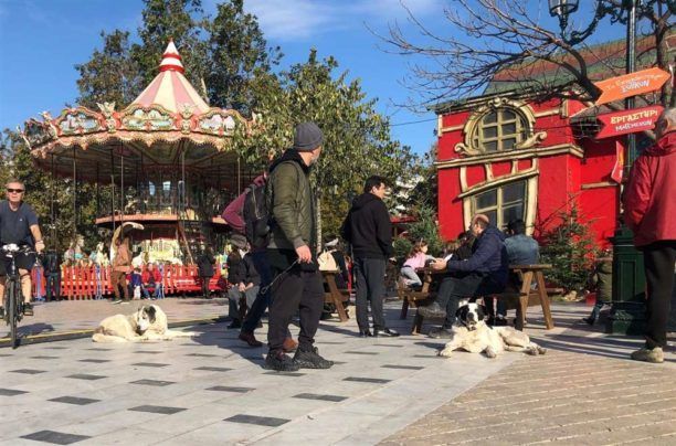 Ακίνδυνα τα αδέσποτα επισημαίνει ο Δήμος Θεσσαλονίκης – Μια εξαιρετική ανακοίνωση