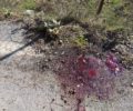 Τρίπολη Αρκαδίας: Εξαφανίστηκε το πτώμα του σκύλου που πυροβολήθηκε στην περιοχή του ψυχιατρείου