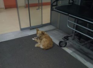 Αναζητούν σπιτικό για σκύλο που 5 χρόνια περιμένει τον νεκρό κηδεμόνα του στο νοσοκομείο Βόλου