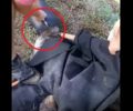 Βαρικό Φλώρινας: Έσωσαν αρκουδάκι που σφήνωσε με το κεφάλι σε δοχείο (βίντεο)