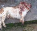Λέσβος: Αναζητούν αυτόπτες μάρτυρες της θανάτωσης σκύλου από διερχόμενο οδηγό
