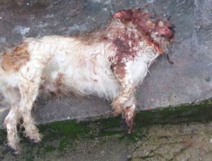 Λέσβος: Αναζητούν αυτόπτες μάρτυρες της θανάτωσης σκύλου από διερχόμενο οδηγό