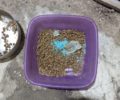 Γάτες νεκρές και ποντικοκτόνο δηλητήριο μέσα στο δοχείο με την τροφή για τα αδέσποτα στη Βραυρώνα Αττικής