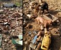 Έκκληση για τα δεκάδες σκυλιά που βρέθηκαν να ζουν σε άθλιες συνθήκες σε σπίτι συλλέκτη στον Κοφινά Χίου (βίντεο)