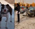Χάθηκε σκύλος ράτσας Πίτμπουλ στα Οινόφυτα Βοιωτίας μετά από τροχαίο