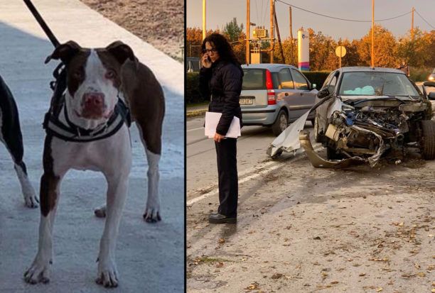 Χάθηκε σκύλος ράτσας Πίτμπουλ στα Οινόφυτα Βοιωτίας μετά από τροχαίο