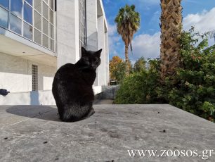 Αθήνα: Νεκρή με αφρούς στο στόμα η γάτα – μασκότ του Αρείου Πάγου