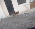 Άργος Ορεστικό Καστοριάς: Πέταξαν στον δρόμο σκύλο μόλις η ηλικιωμένη κηδεμόνας του αρρώστησε