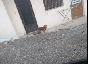 Άργος Ορεστικό Καστοριάς: Πέταξαν στον δρόμο σκύλο μόλις η ηλικιωμένη κηδεμόνας του αρρώστησε